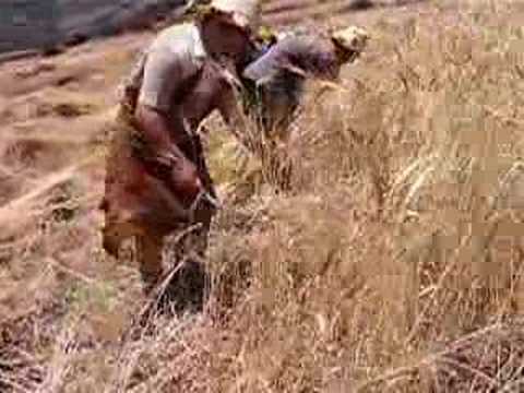 Un village à Bejaia ressuscite l’ambiance de la moisson manuelle du blé (vidéo)