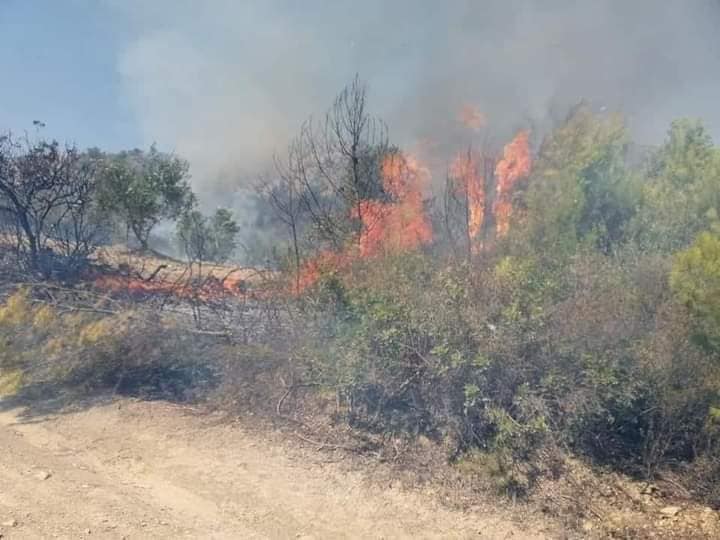 10 incendies de forêts enregistrés à Bejaia en une journée