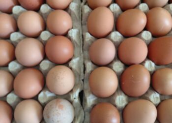 La hausse des prix des œufs