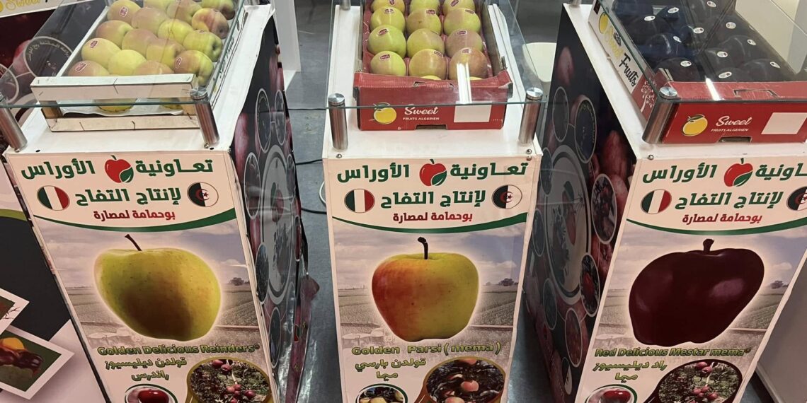 pomme de Bouhmama
